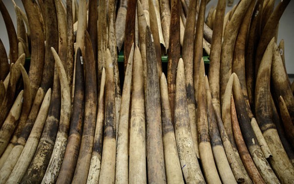 ελέφαντας 3