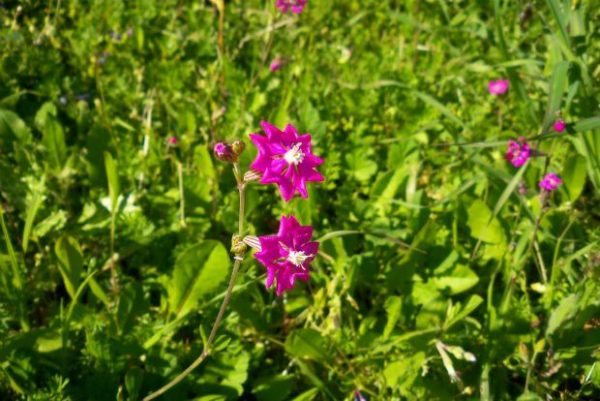 2a-thumb-large--2-thumb-large