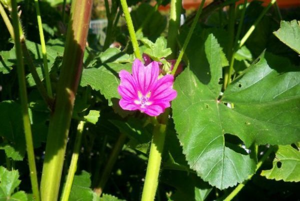 4a-thumb-large--2-thumb-large