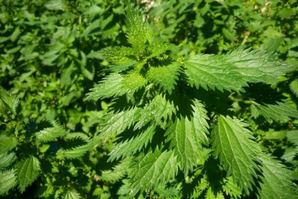 5a-thumb-large--2-thumb-large