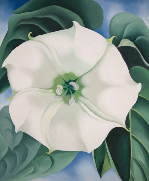 Jimson Weed