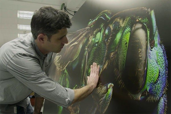 Levon-Biss-Insect-Photographer