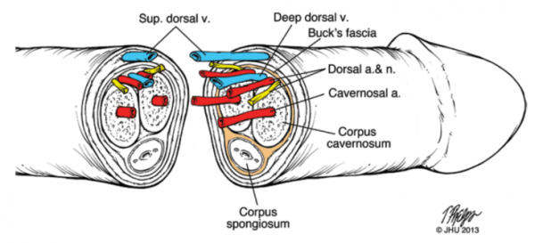 metamosxeusi-peous-730x332