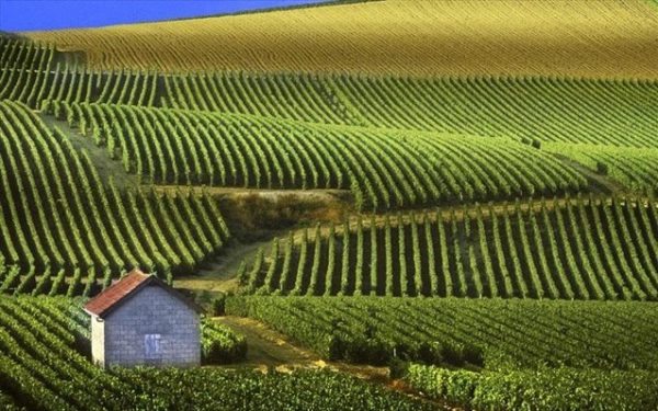 trugos-sti-nemea-deltio-tupou