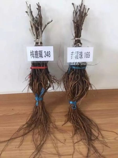 136236_ningxia-chenggong-group-vines-cabernet-sauvignon-merlot