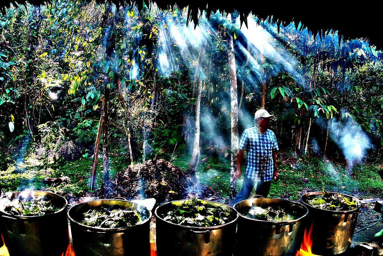 Ayahuasca_Amazon_pots