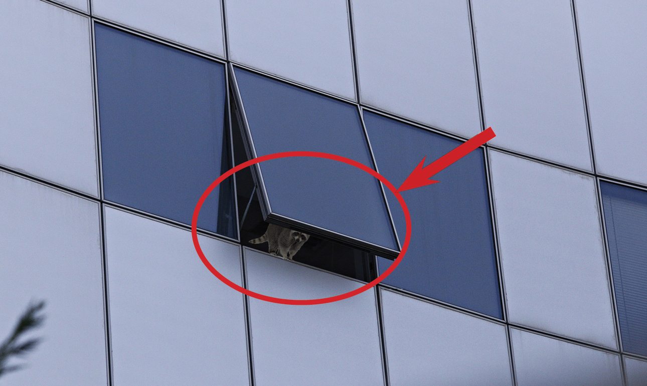 Το ρακούν ονόματι «Αρτέμης» (όπως το ονόμασαν οι υπάλληλοι της γραμματείας) που προκάλεσε τη βλάβη στον υπολογιστή εμφανίζεται παιχνιδιάρικα στο παράθυρο