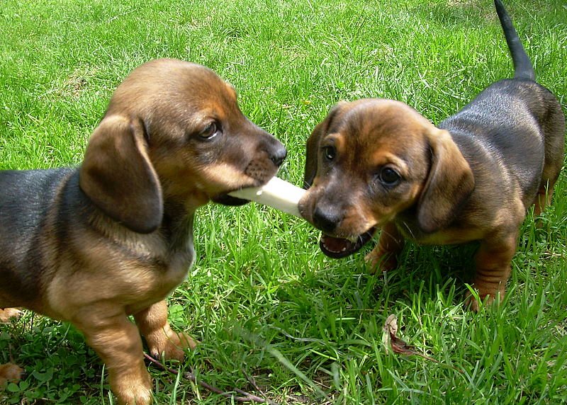 Jamnik_Dchshund_puppies