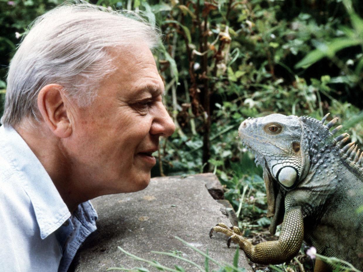 david-attenborough-bbc