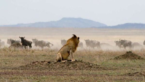 Lion_Gnus