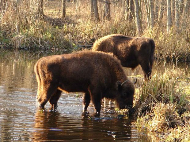 chernobyl-bison-pa