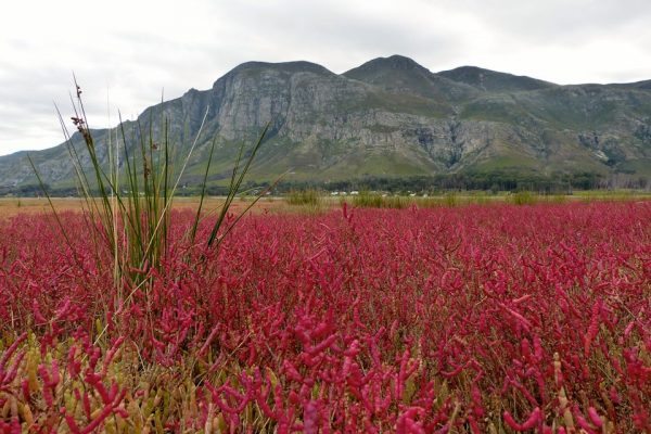 Cape_Floral_FB_MOSAIC_South_Africa