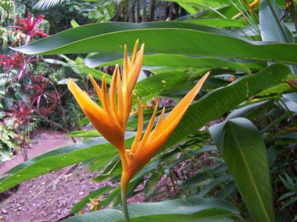 McBryde_Kaui_Hawaii_FB_Floyd_Gowan