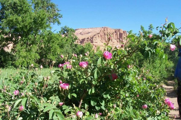 Roses_Valley_FB_Morocco_Tours_Travel_Voyage