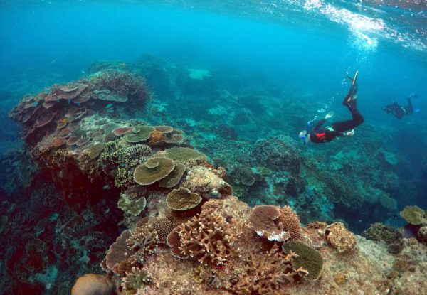FILE PHOTO: Peter Gash (L), owner and manager of the Lady Elliot Island Eco Resort, snorkels with Oliver Lanyon and Lewis Marshall, Senior Rangers in the Great Barrier Reef region for the Queenlsand Parks and Wildlife Service, during an inspection of the reef's condition in an area called the 'Coral Gardens' located at Lady Elliot Island and 80 kilometers north-east from the town of Bundaberg in Queensland, Australia, June 11, 2015.    REUTERS/David Gray/File Photo