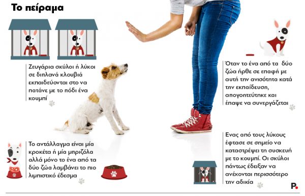 Dog_training_Protagon