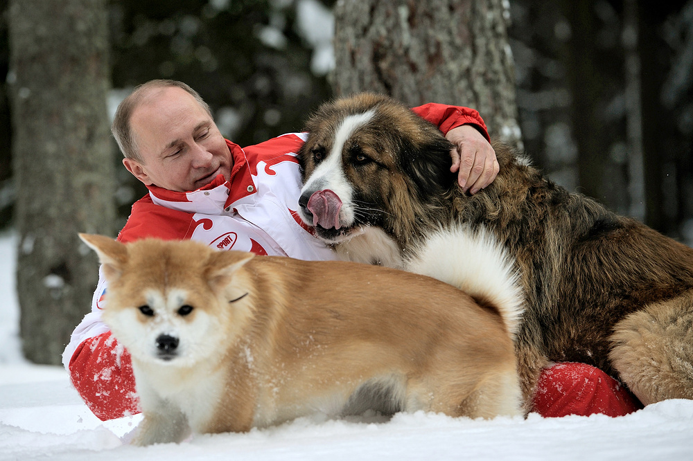 ITAR-TASS: MOSCOW REGION, RUSSIA. Pictured in this image dated 24 March 2013 is Russia's president Vladimir Putin taking his dogs, akita Yume (front) and Bulgarian shepherd Buffy, for a walk in a snowy forest outside Moscow. (Photo ITAR-TASS / Alexei Druzhinin) Ðîññèÿ. Ìîñêîâñêàÿ îáëàñòü. 10 àïðåëÿ. Ïðåçèäåíò Ðîññèè Âëàäèìèð Ïóòèí âî âðåìÿ ïðîãóëêè ñî ñâîèìè ñîáàêàìè áîëãàðñêîé îâ÷àðêîé Áàôaè è àêèòà-èíó Þìý. Ôîòî ÈÒÀÐ-ÒÀÑÑ/ Àëåêñåé Äðóæèíèí/ ñúåìêà îò 24 ìàðòà 2013 ãîäà