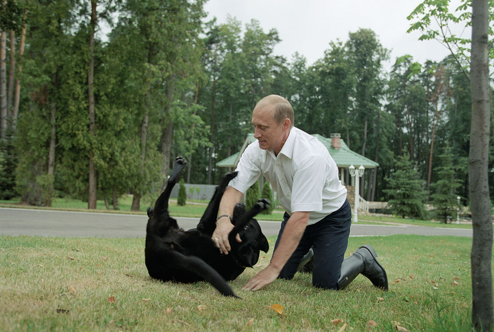 Moscow Region. Russian President Vladimir Putin plays with his pet Koni the Labrador at his countryside residence Novo-Ogaryovo. Photo taken July 26, 2003. (Photo ITAR-TASS / Vladimir Rodionov) ----- Ðîññèÿ. Ìîñêîâñêàÿ îáëàñòü. Ïðåçèäåíò Ðîññèè Âëàäèìèð Ïóòèí ñ ëàáðàäîðîì Êîíè. Ôîòî ÈÒÀÐ-ÒÀÑÑ/ Âëàäèìèð Ðîäèîíîâ