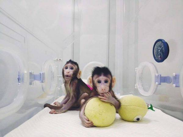 2018-01-25T073330Z_29215168_RC195672E270_RTRMADP_3_SCIENCE-CLONING-MONKEYS
