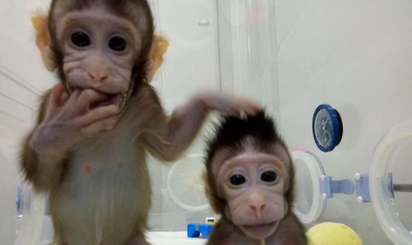 2018-01-25T073344Z_1597014084_RC1D75406910_RTRMADP_3_SCIENCE-CLONING-MONKEYS