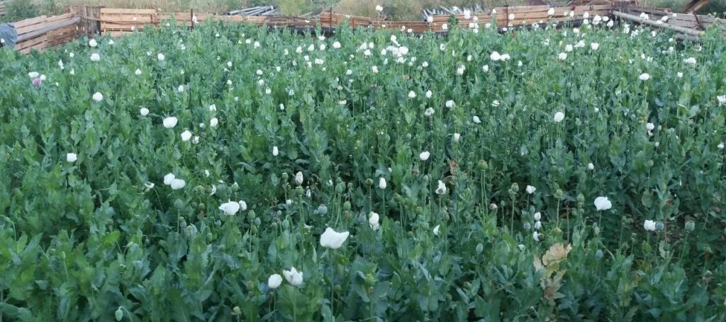 15052018paroysiasisterea003