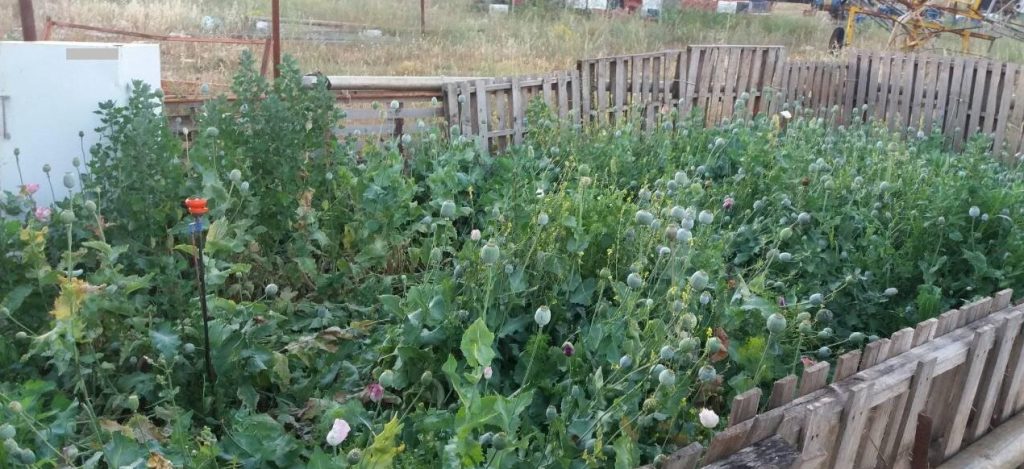 15052018paroysiasisterea004