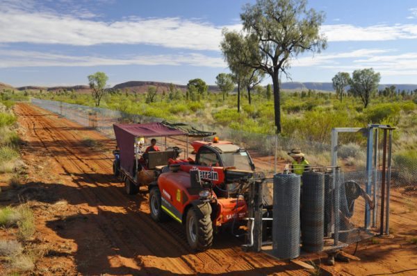 Laying ground netting for the new feral predator-proof conservation fence being built November 2017-March 2018 on Newhaven Wildlife Sanctuary for endangered marsupial species recovery by the Australian Wildlife Conservancy.