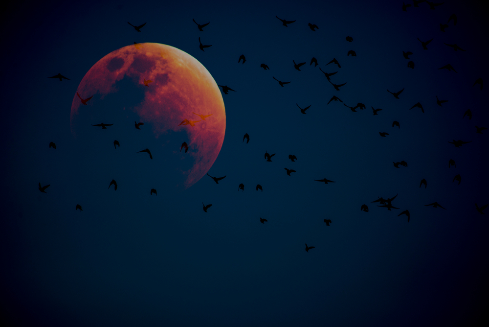 shutterstock_1015278298